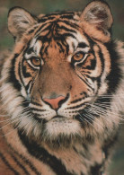 TIGER BIG CAT Animals Vintage Postcard CPSM Unposted #PAM025.GB - Tigri