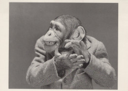 MONO Animales Vintage Tarjeta Postal CPSM #PAN989.ES - Singes