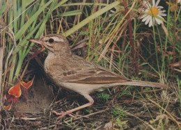 VOGEL Tier Vintage Ansichtskarte Postkarte CPSM #PAM723.DE - Vogels