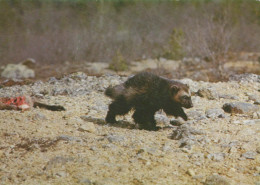 OURS Animaux Vintage Carte Postale CPSM #PBS910.FR - Ours