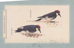 OISEAU Animaux Vintage Carte Postale CPSM #PBR661.FR - Pájaros