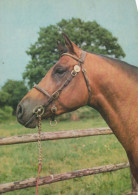 CHEVAL Animaux Vintage Carte Postale CPSM #PBR930.FR - Caballos