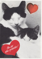 GATTO KITTY Animale Vintage Cartolina CPSM #PAM593.IT - Katten