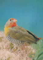 UCCELLO Animale Vintage Cartolina CPSM #PAM724.IT - Pájaros