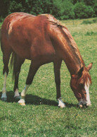 PFERD Tier Vintage Ansichtskarte Postkarte CPSM #PBR848.DE - Paarden
