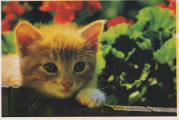 KATZE MIEZEKATZE Tier Vintage Ansichtskarte Postkarte CPSM #PBR006.DE - Katten