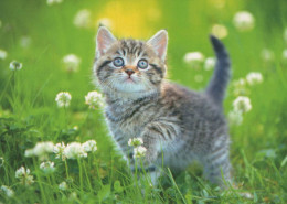GATTO KITTY Animale Vintage Cartolina CPSM #PBQ819.IT - Cats