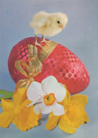 PASQUA POLLO UOVO Vintage Cartolina CPSM #PBP028.IT - Easter