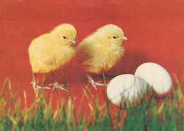 PASQUA POLLO UOVO Vintage Cartolina CPSM #PBO899.IT - Ostern