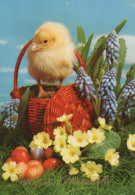 PASQUA POLLO UOVO Vintage Cartolina CPSM #PBP151.IT - Easter