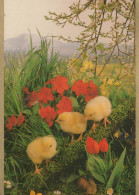 PASQUA POLLO UOVO Vintage Cartolina CPSM #PBO587.IT - Easter