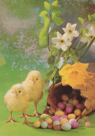 PASQUA POLLO UOVO Vintage Cartolina CPSM #PBO837.IT - Easter