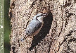 Bird - Oiseau - Vogel - Uccello - Pássaro - Nuthatch - Pähkinänakkeli - Sitta Eoropaea - Pájaros