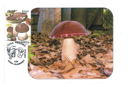 MAX 55 - 213 MUSHROOM, Romania - Maximum Card - 2010 - Maximum Cards & Covers