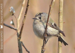 Bird - Oiseau - Vogel - Uccello - Pássaro - Pájaro - Animal - Fauna - Hippiäinen - Goldcrest - Regulus Regulus - Pájaros