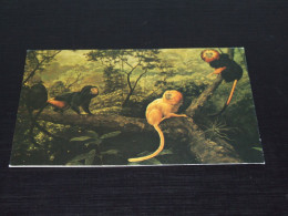 75045-        DOUBLE CARD - APEN / APES / AFFEN / SINGES / SIMIOS - Singes