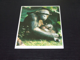 75056-           PHOTO CARD - APEN / APES / AFFEN / SINGES / SIMIOS - Affen