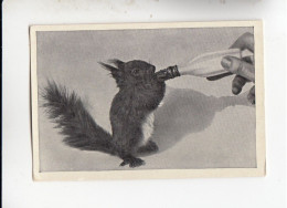 Mit Trumpf Durch Alle Welt Heitere Tierbilder I Eichhörnchen Als Flaschenkind      C Serie 9 # 1 Von 1934 - Autres Marques