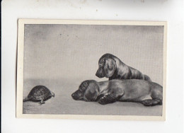 Mit Trumpf Durch Alle Welt Heitere Tierbilder I 2 Junge Dackel Betrachten Schildkröte      C Serie 9 # 2 Von 1934 - Zigarettenmarken