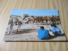 Maroc Typique - Marché Aux Chameaux - Carte Animée. - Altri & Non Classificati