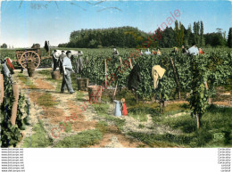 33.  LIBOURNE .  Vendanges . - Libourne