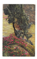 Alpen FloraAlpenflora Rhododendron Stone Pine Nenke Ostermaier Serie L No 520 Photochrome Postcard - Blumen