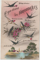 Animaux  : Oiseau : Les  Hirondelles - Oiseaux