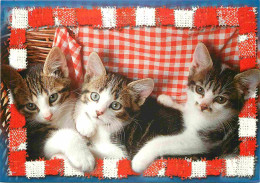 Animaux - Chats - CPM - Voir Scans Recto-Verso - Gatos