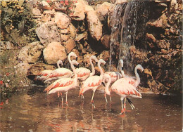 Oiseaux - Flamants Roses - Sanary Bandol - Jardin Exotique Et Zoo - La Cascade Aux Flamands Rouges Du Chili - Flamingos  - Oiseaux