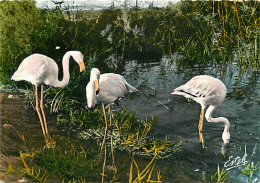 Oiseaux - Flamants Roses - Camargue - Flamingos - CPSM Grand Format - Voir Scans Recto-Verso - Birds