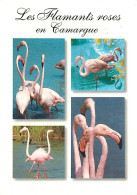 Oiseaux - Flamants Roses - Camargue - Flamingos - CPM - Voir Scans Recto-Verso - Oiseaux