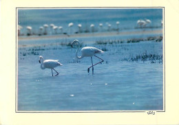 Oiseaux - Flamants Roses - Flamingos - CPM - Voir Scans Recto-Verso - Oiseaux