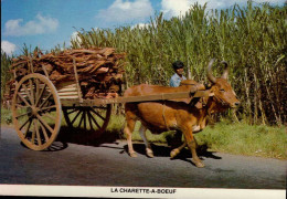 ILE MAURICE . LOT DE 9 CARTES . LA CHARETTE A BOEUF. GRI-GRIS. PEREYBERE BEACH . LE VAL CHARETTE . . . - Mauritius