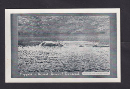 1/2 P. Bild-Ganzsache "Hippos In Komati River" - Ungebraucht - Animalez De Caza