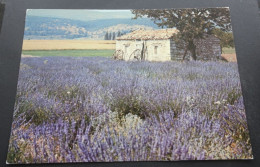 Les Belles Images De Provence - Champ De Lavande - Editions De Provence G.A.L., Carpentras - Provence-Alpes-Côte D'Azur