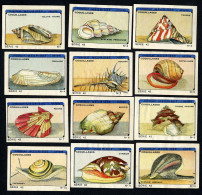 Meurisse - Ca 1930 - 42 - Coquillages, Shellfish - Full Serie - Otros & Sin Clasificación