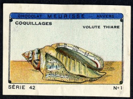 Meurisse - Ca 1930 - 42 - Coquillages, Shellfish - 1 - Sonstige & Ohne Zuordnung