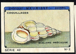 Meurisse - Ca 1930 - 42 - Coquillages, Shellfish - 2 - Sonstige & Ohne Zuordnung