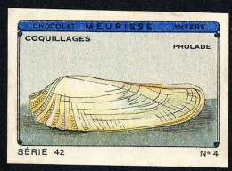 Meurisse - Ca 1930 - 42 - Coquillages, Shellfish - 4 - Sonstige & Ohne Zuordnung