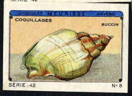 Meurisse - Ca 1930 - 42 - Coquillages, Shellfish - 8 - Otros & Sin Clasificación