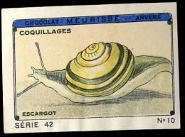 Meurisse - Ca 1930 - 42 - Coquillages, Shellfish - 10 - Andere & Zonder Classificatie