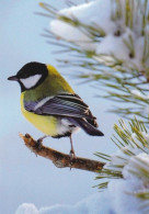 Bird - Oiseau - Vogel - Uccello - Pássaro - Pájaro - Great Tit - Parus Major - Birds
