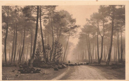 LES LANDES DE GASCOGNE - MATIN CLAIR EN FORET - Autres & Non Classés