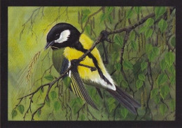 Bird - Oiseau - Vogel - Uccello - Pássaro - Pájaro - Great Tit - Parus Major - Daga Ulv 2016 - Oiseaux