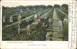 41326719 Visalia Drying Raisin Grapes In California - Sonstige & Ohne Zuordnung