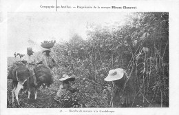 GUADELOUPE - Récolte De Manioc - Compagnie Des Antilles - Propriétaire De La Marque Rhum Chauvet - Altri & Non Classificati