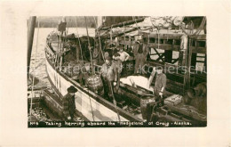 33549641 Craig_Alaska Taking Herring Aboard The Hedgeland - Autres & Non Classés