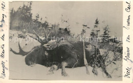 33546054 Wrangell_Alaska Erlegter Elch  - Other & Unclassified