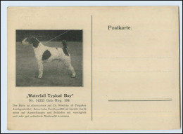 W8G71/  Spezialzucht Drahthaar Foxterrier Hunde AK  Hamburg 1934 - Dogs