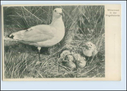 W8C20/ Mövennest In Der Vogelkolonie AK Verlag: Gerdes Langeoog Ca.1912 - Chiens